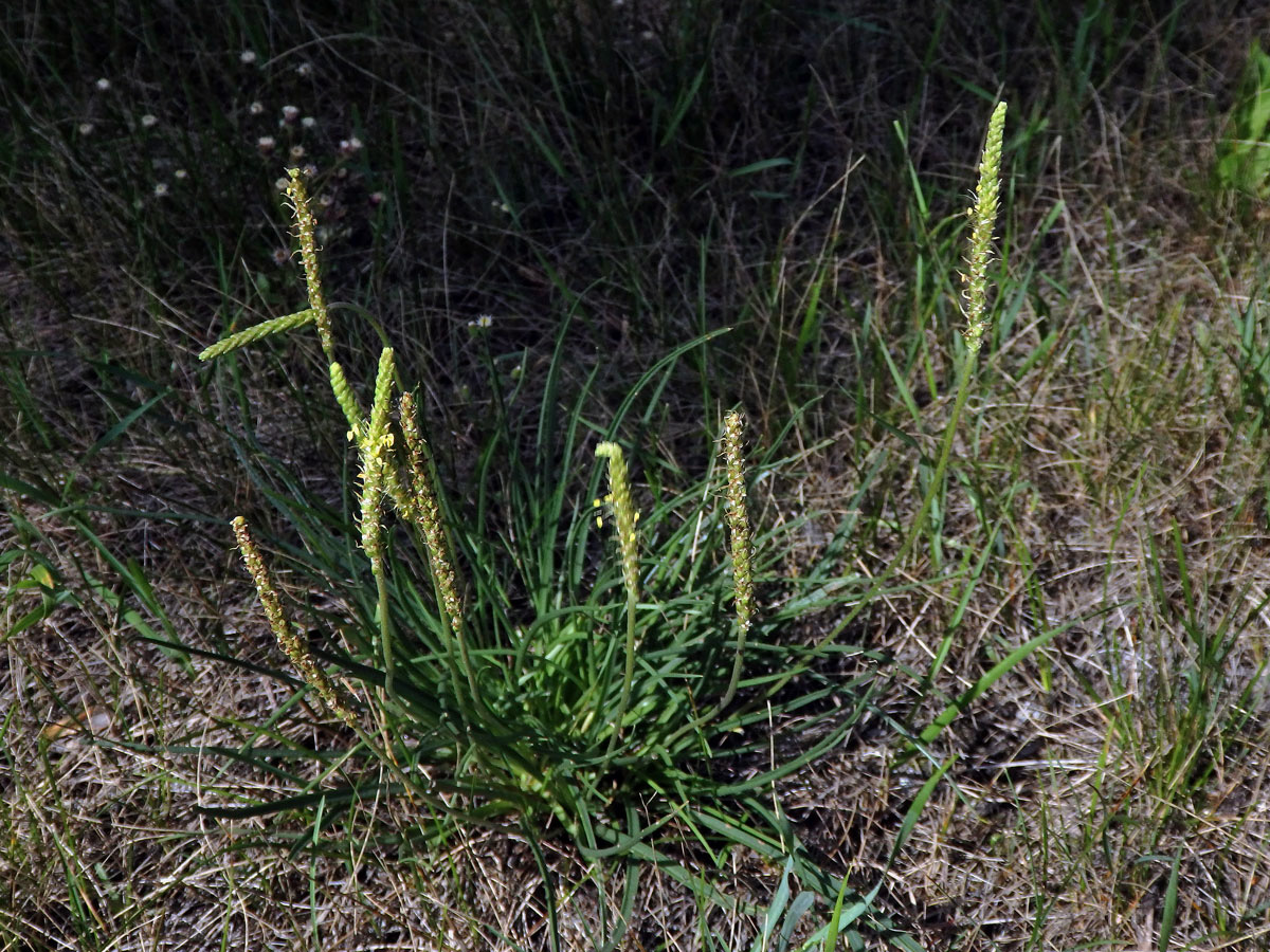 Jitrocel přímořský (Plantago maritima L.)