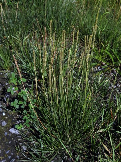 Jitrocel přímořský (Plantago maritima L.)