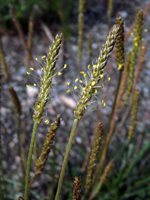 Jitrocel přímořský (Plantago maritima L.)