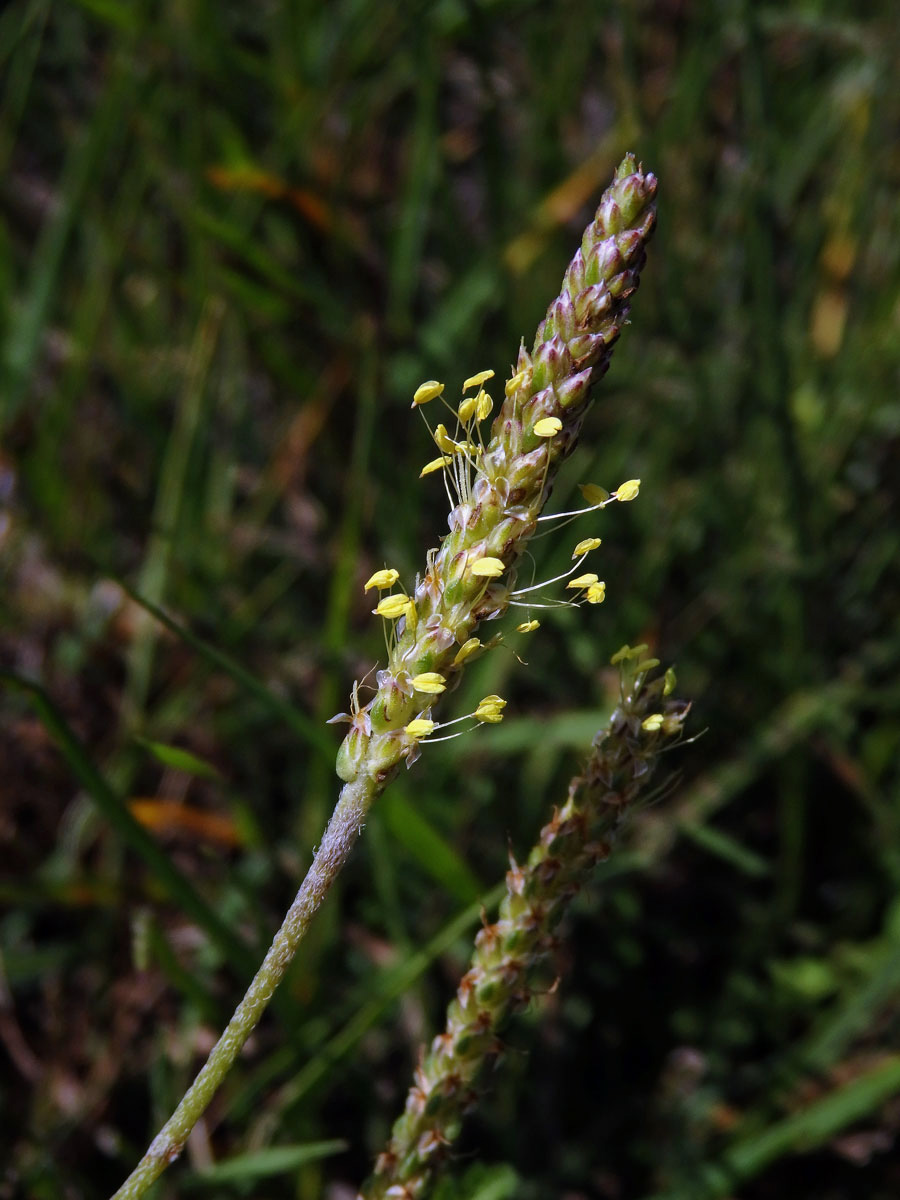 Jitrocel přímořský (Plantago maritima L.)