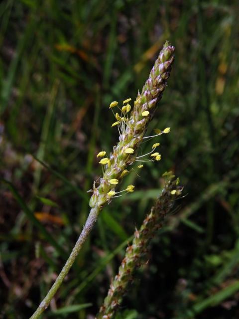 Jitrocel přímořský (Plantago maritima L.)