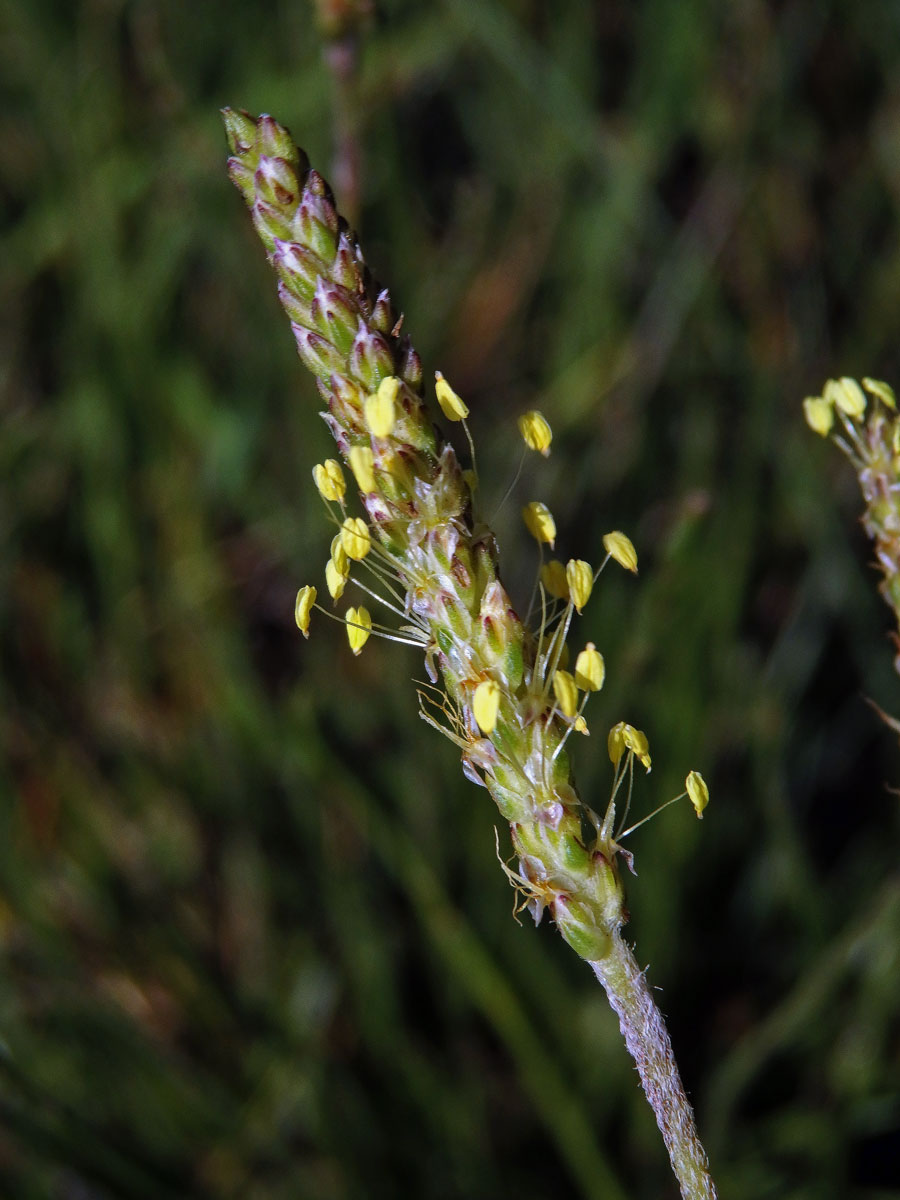 Jitrocel přímořský (Plantago maritima L.)