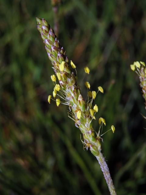 Jitrocel přímořský (Plantago maritima L.)