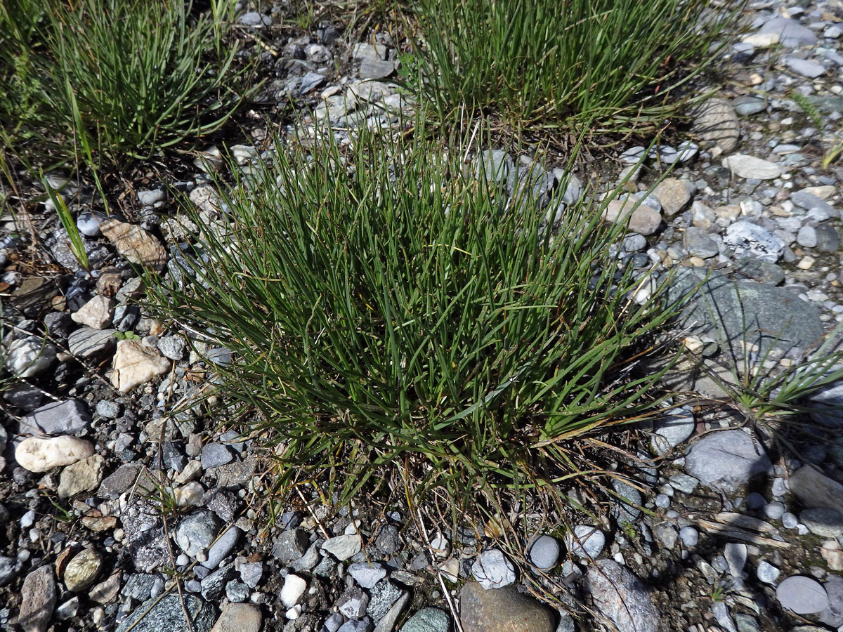 Jitrocel přímořský (Plantago maritima L.)