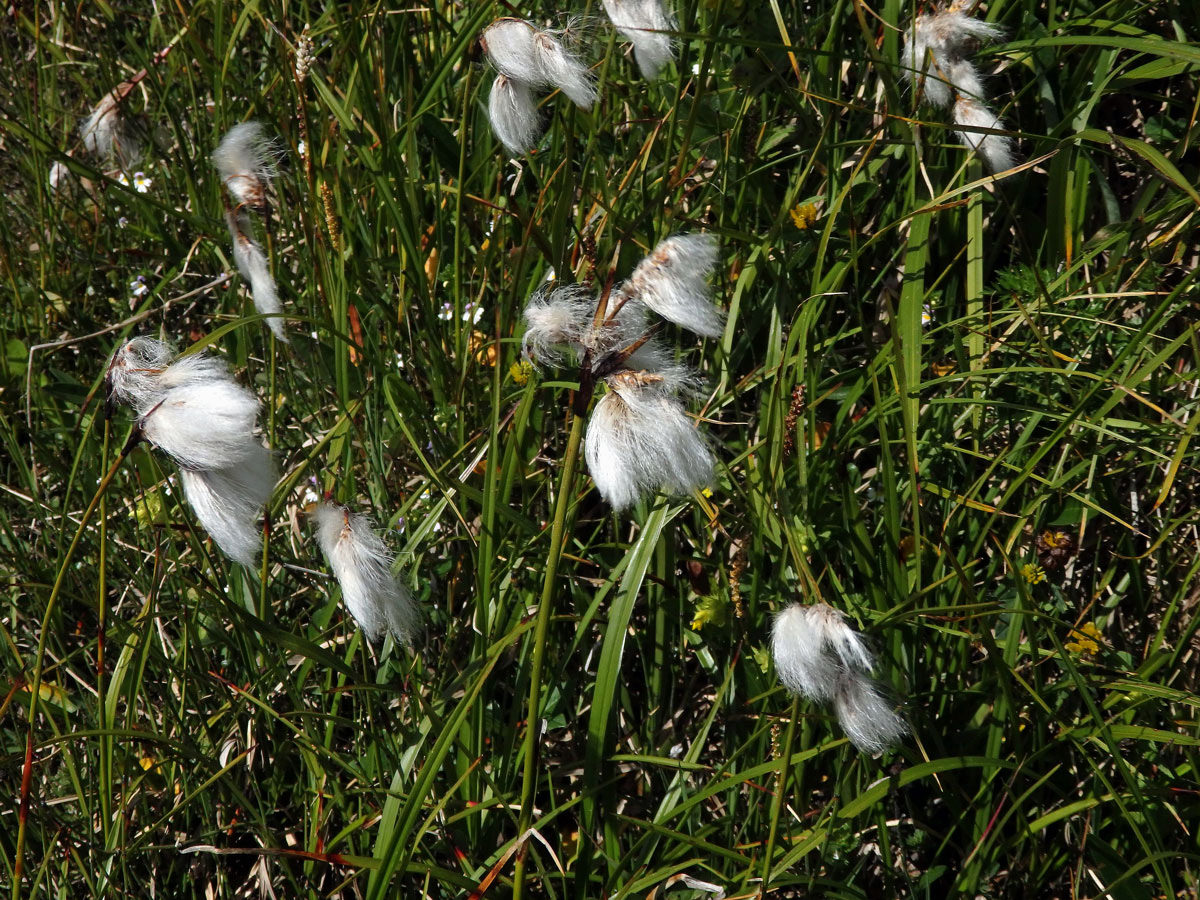 Suchopýr širolistý (Eriophorum latifolium Hoppe)