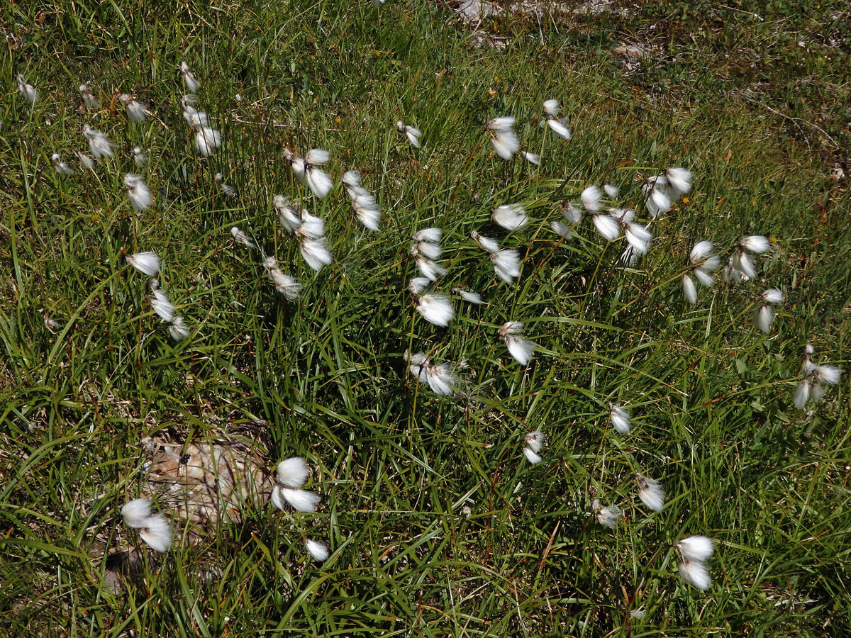 Suchopýr širolistý (Eriophorum latifolium Hoppe)