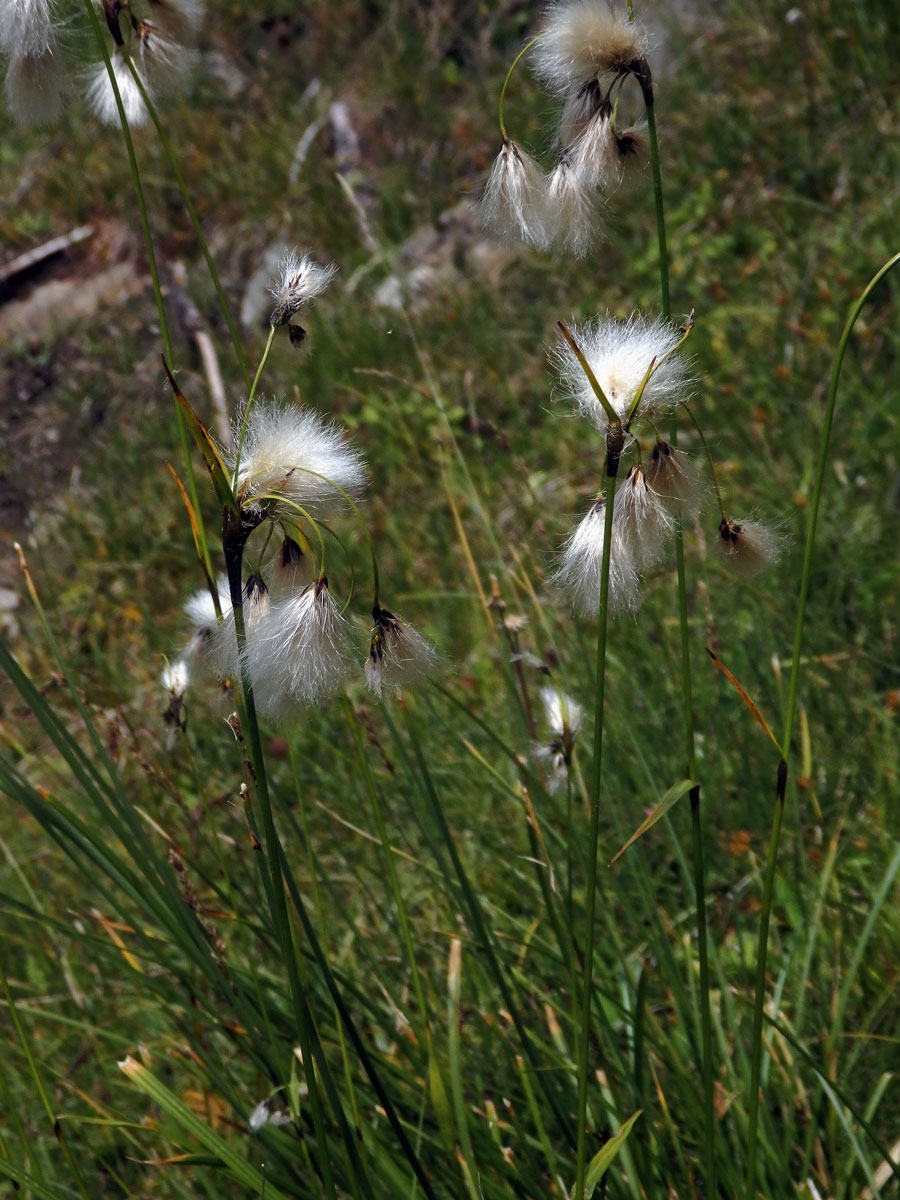 Suchopýr širolistý (Eriophorum latifolium Hoppe)