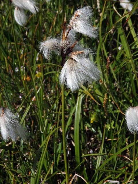 Suchopýr širolistý (Eriophorum latifolium Hoppe)