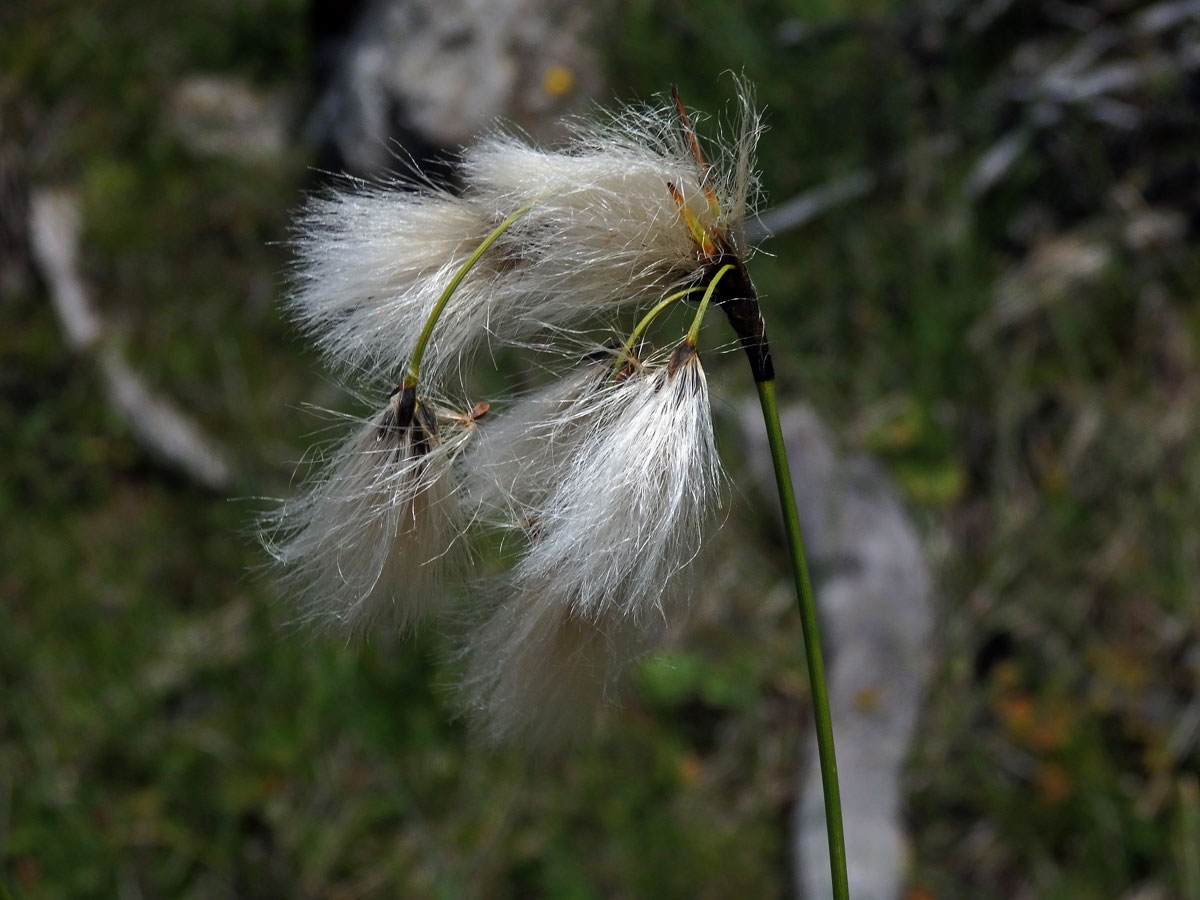 Suchopýr širolistý (Eriophorum latifolium Hoppe)