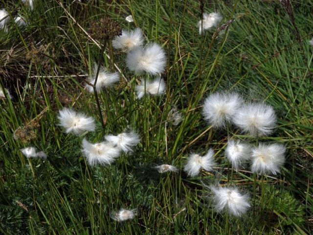 Suchopýr výběžkatý (Eriophorum scheuchzeri Hoppe)