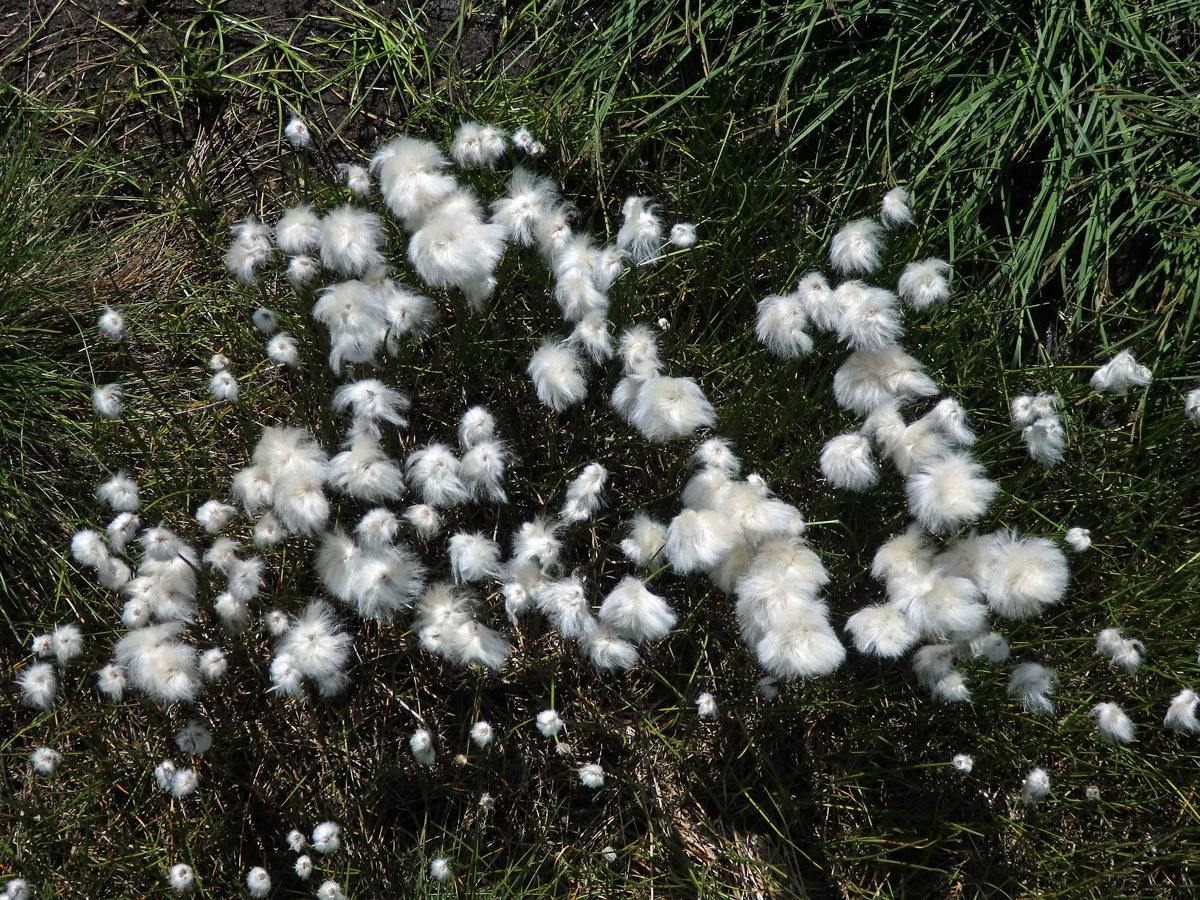 Suchopýr výběžkatý (Eriophorum scheuchzeri Hoppe)