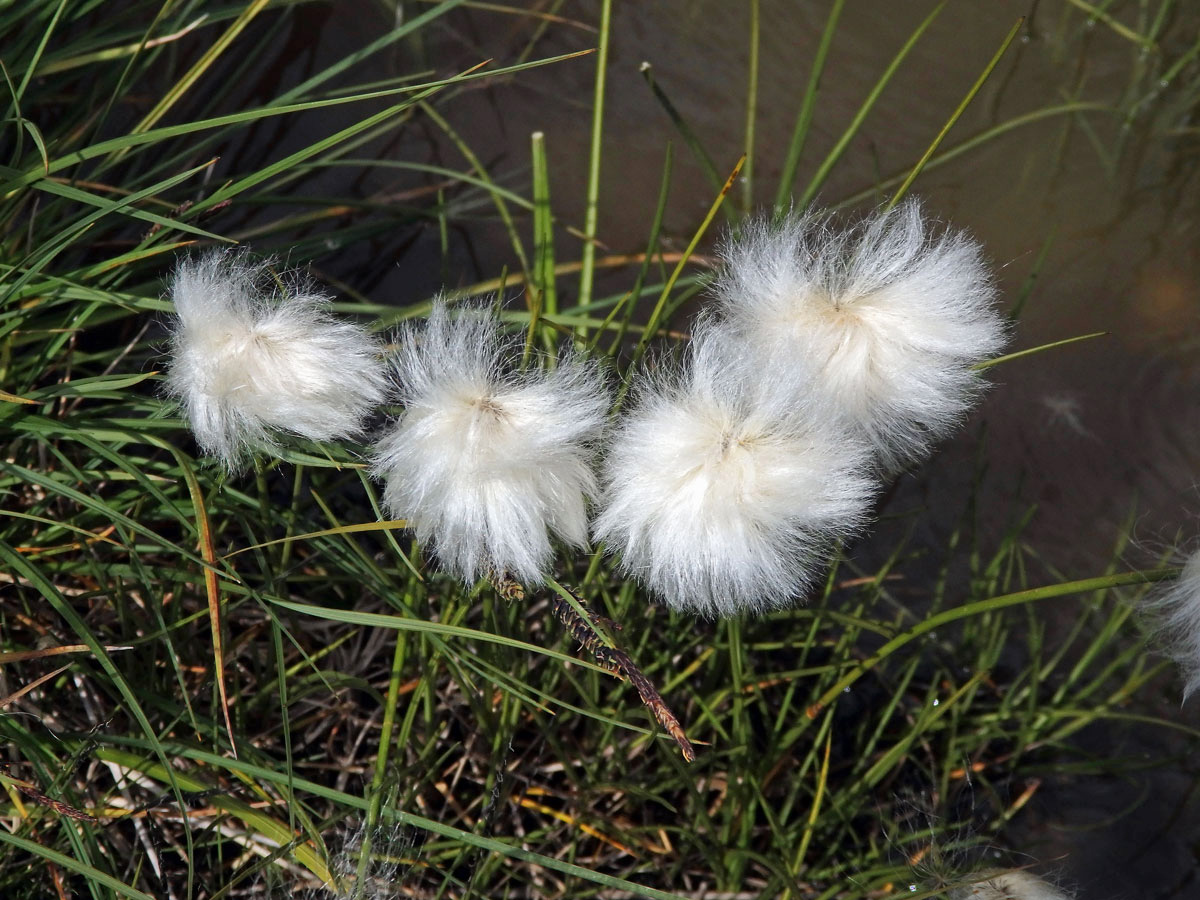 Suchopýr výběžkatý (Eriophorum scheuchzeri Hoppe)