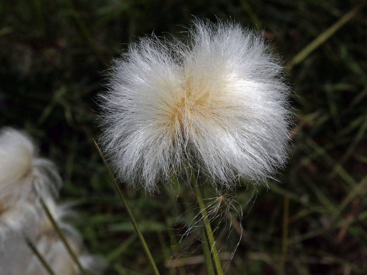 Suchopýr výběžkatý (Eriophorum scheuchzeri Hoppe)