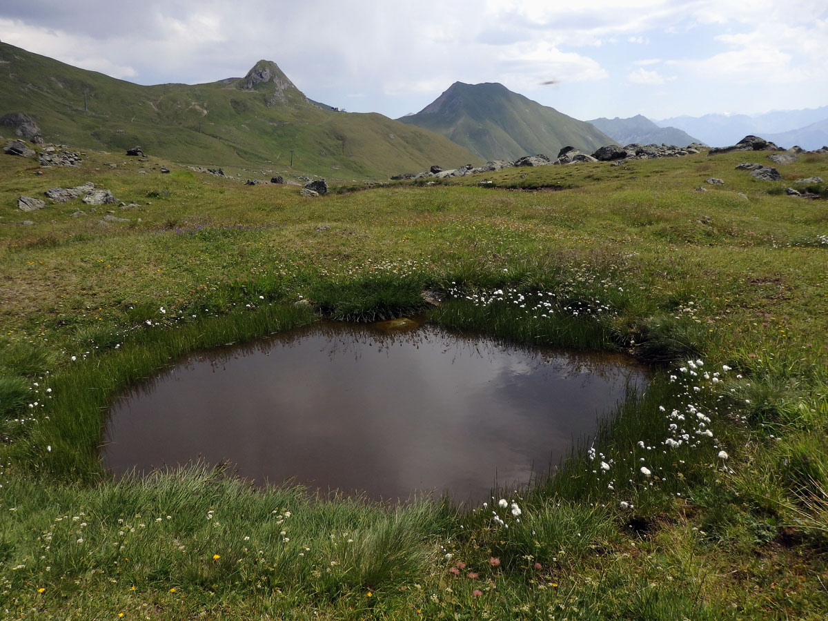 Suchopýr výběžkatý (Eriophorum scheuchzeri Hoppe)