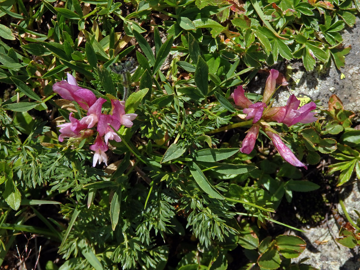 Jetel alpský (Trifolium alpinum L.)