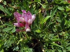 Jetel alpský (Trifolium alpinum L.)
