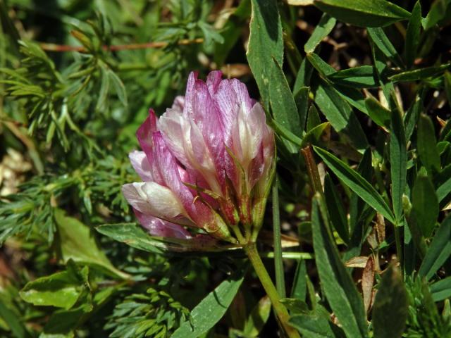 Jetel alpský (Trifolium alpinum L.)