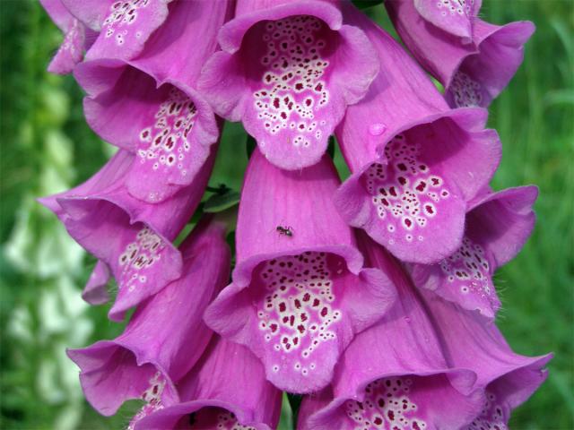 Náprstník červený (Digitalis purpurea L.)