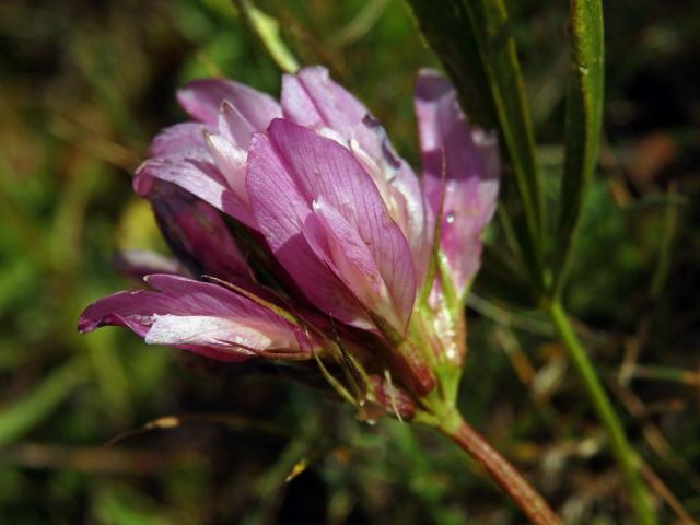 Jetel alpský (Trifolium alpinum L.)