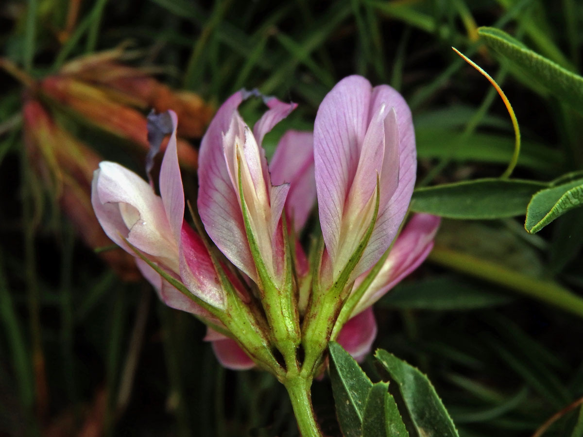 Jetel alpský (Trifolium alpinum L.)