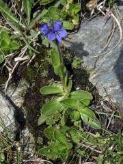 Rozrazil (Veronica alpina L.)