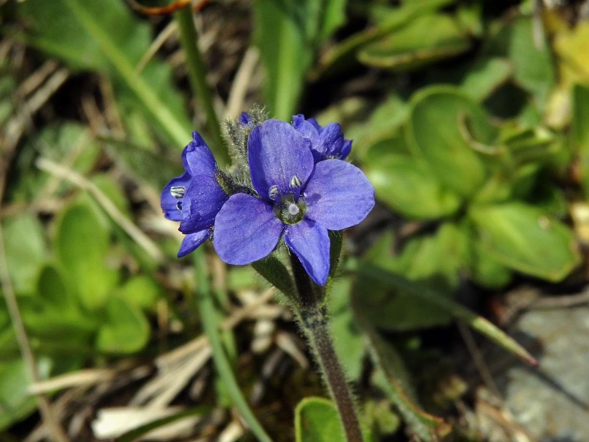 Rozrazil (Veronica alpina L.)