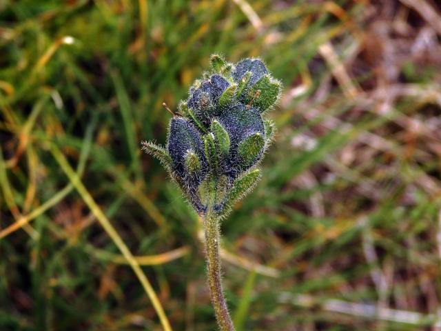 Rozrazil (Veronica alpina L.)