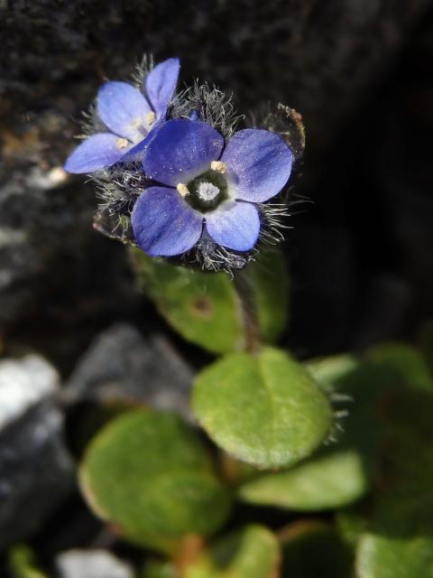 Rozrazil nízký (Veronica pumila All.)