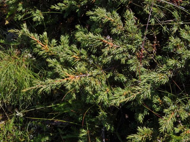 Jalovec obecný nízký (Juniperus communis subsp. alpina (Neibr.) Čelak.)