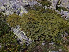 Jalovec obecný nízký (Juniperus communis subsp. alpina (Neibr.) Čelak.)