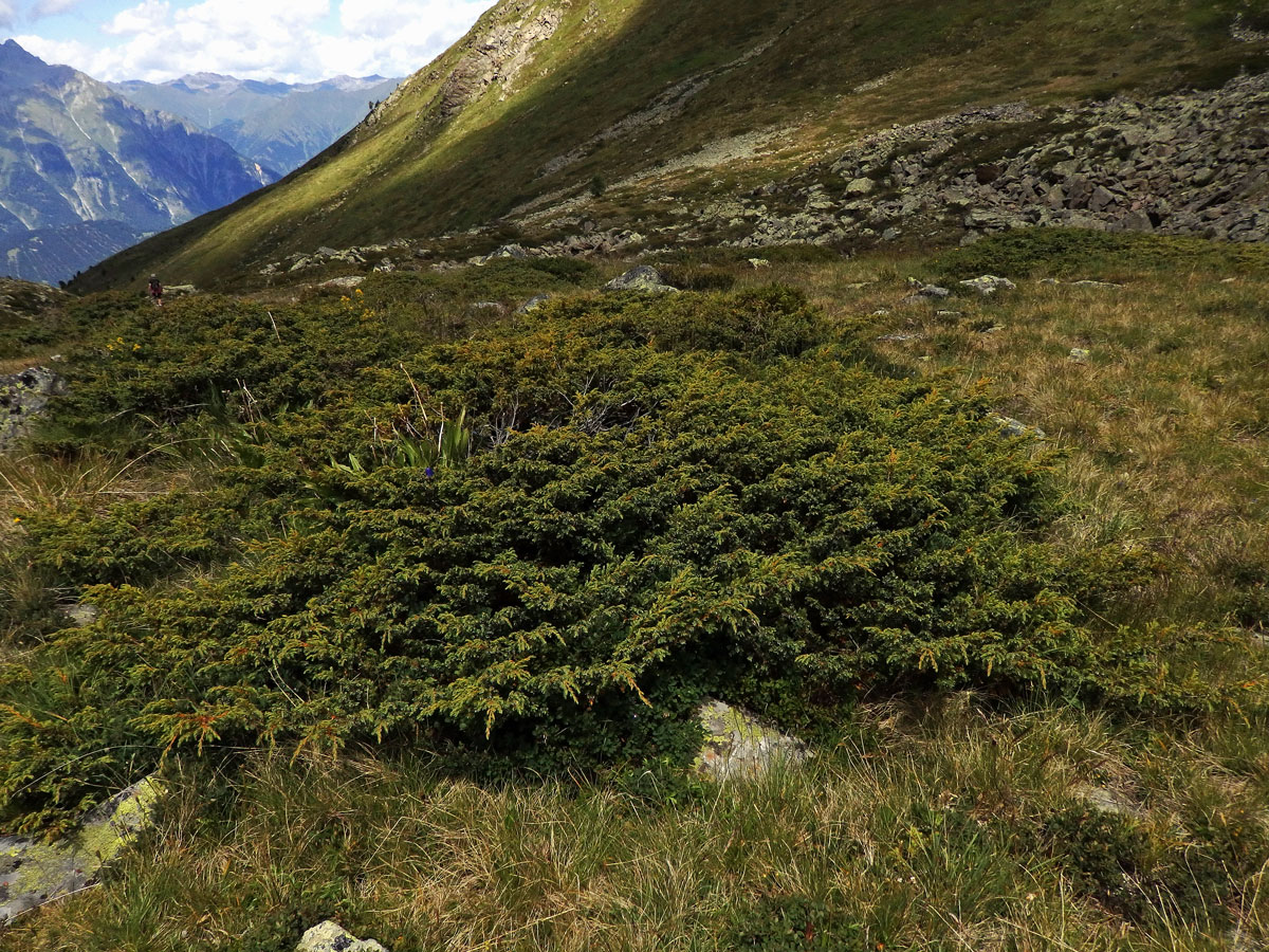 Jalovec obecný nízký (Juniperus communis subsp. alpina (Neibr.) Čelak.)