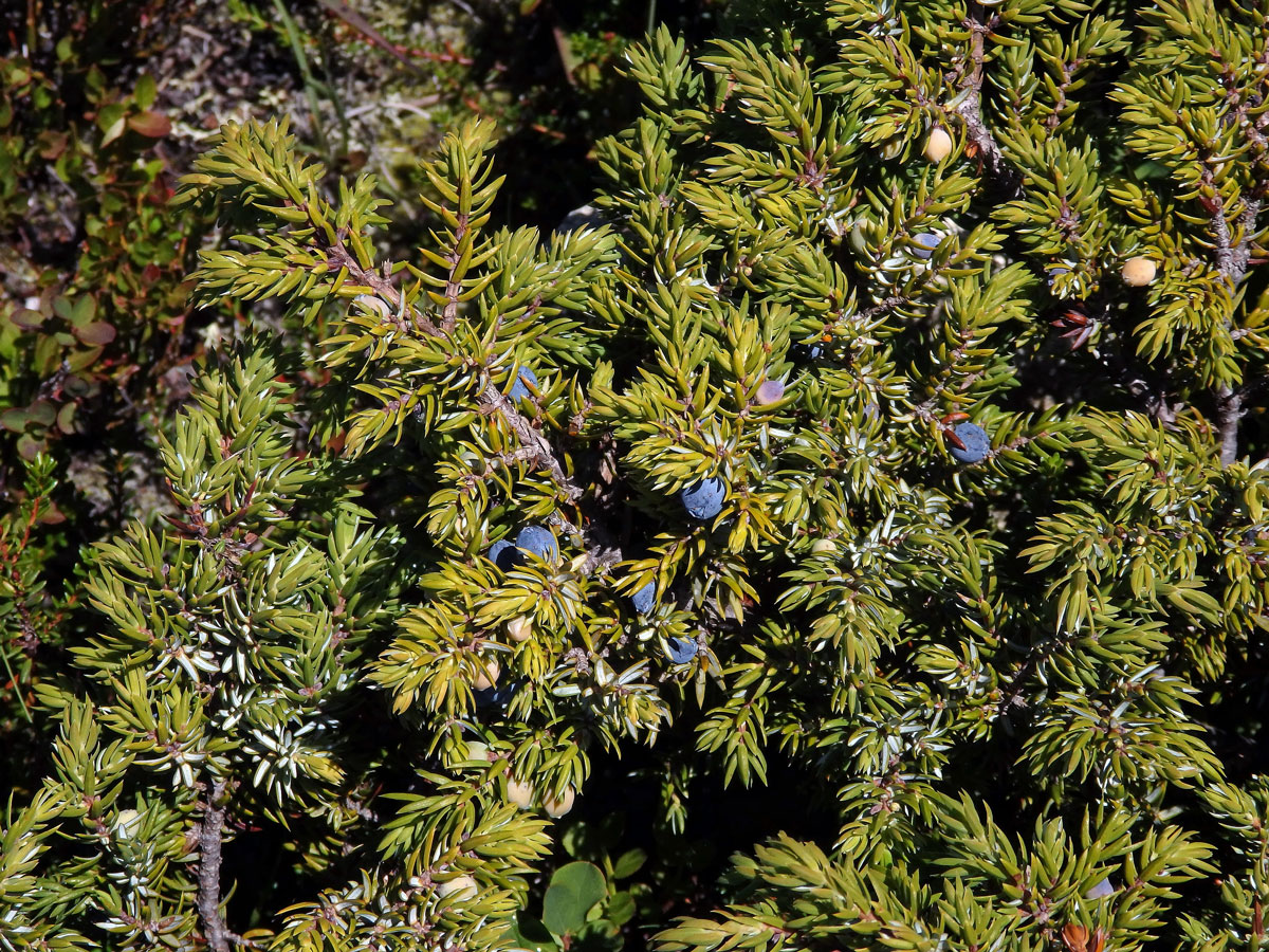 Jalovec obecný nízký (Juniperus communis subsp. alpina (Neibr.) Čelak.)