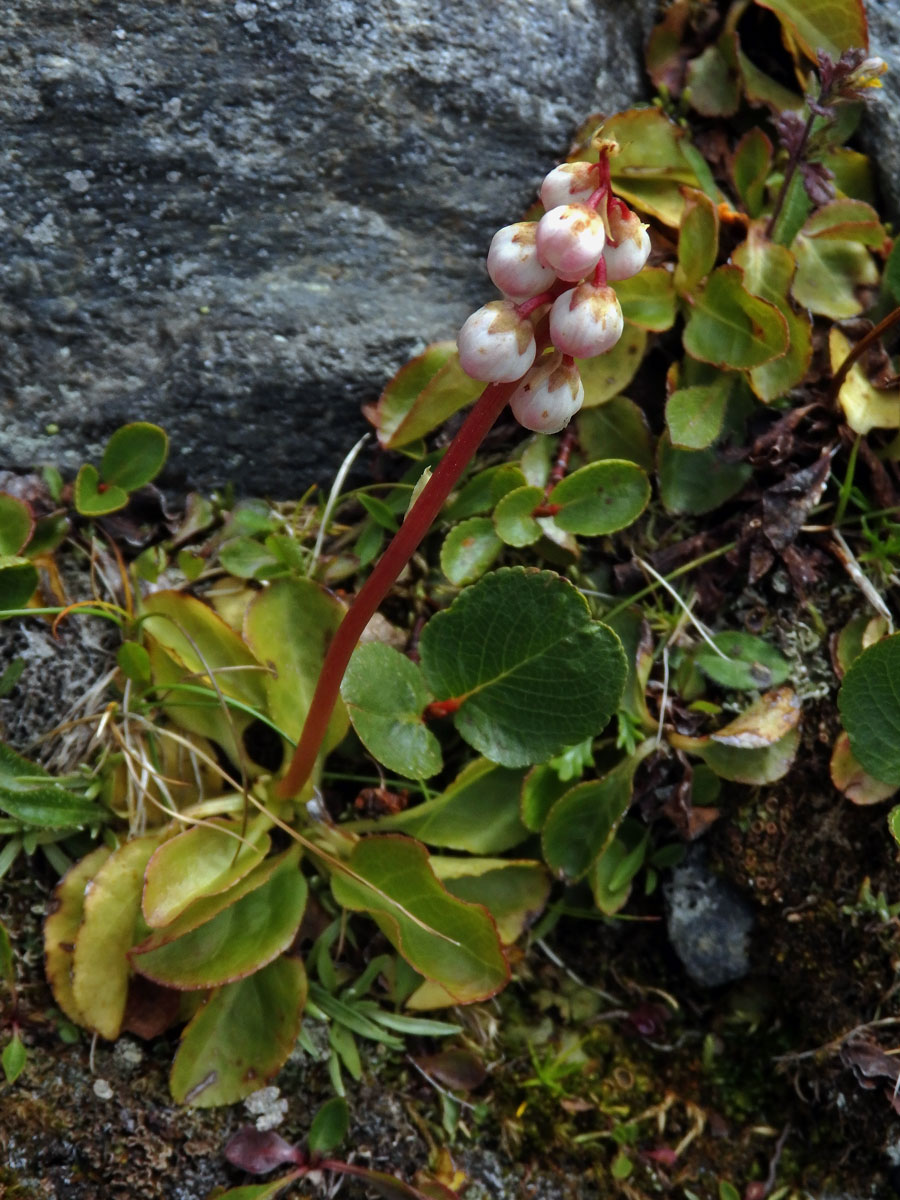 Hruštička menší (Pyrola minor L.)