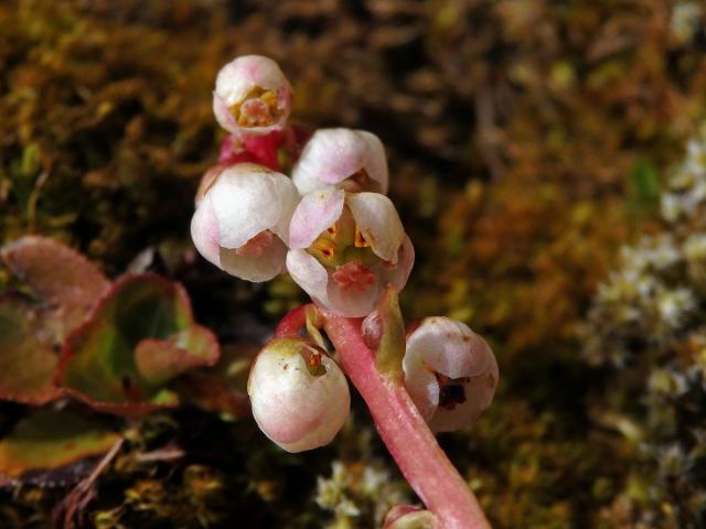 Hruštička menší (Pyrola minor L.)