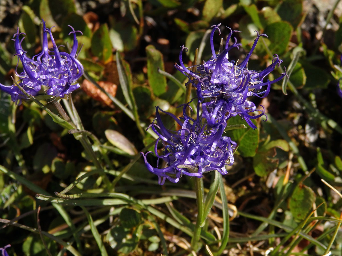 Zvonečník (Phyteuma hemisphaericum L.)