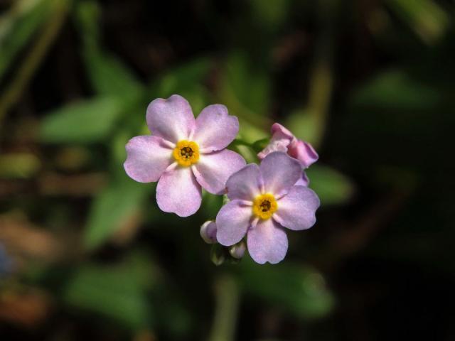 Pomněnka bahenní (Myosotis palustris (L.) L.) (4) s růžovými květy