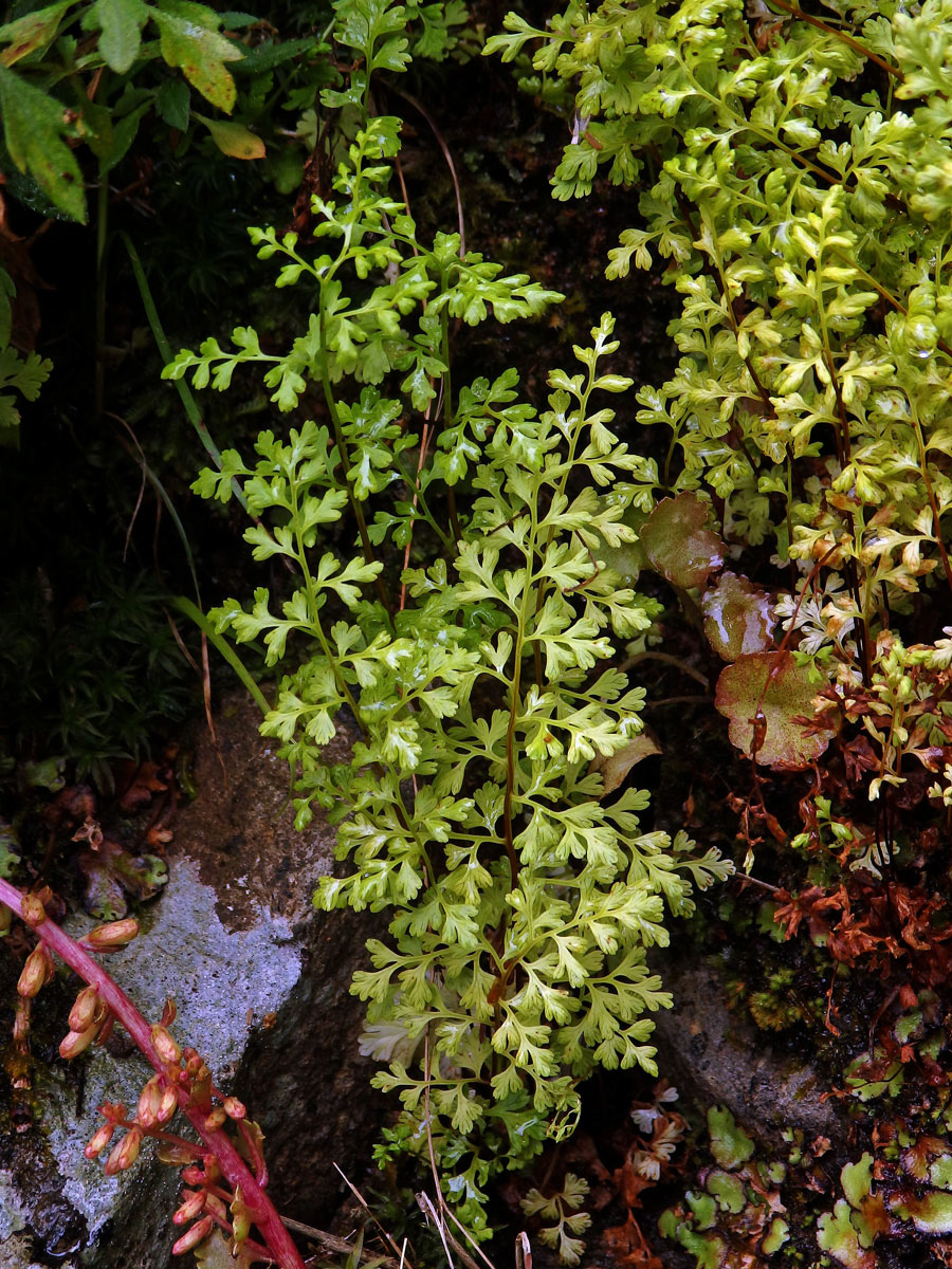 Anogramma leptophylla (L.) Link