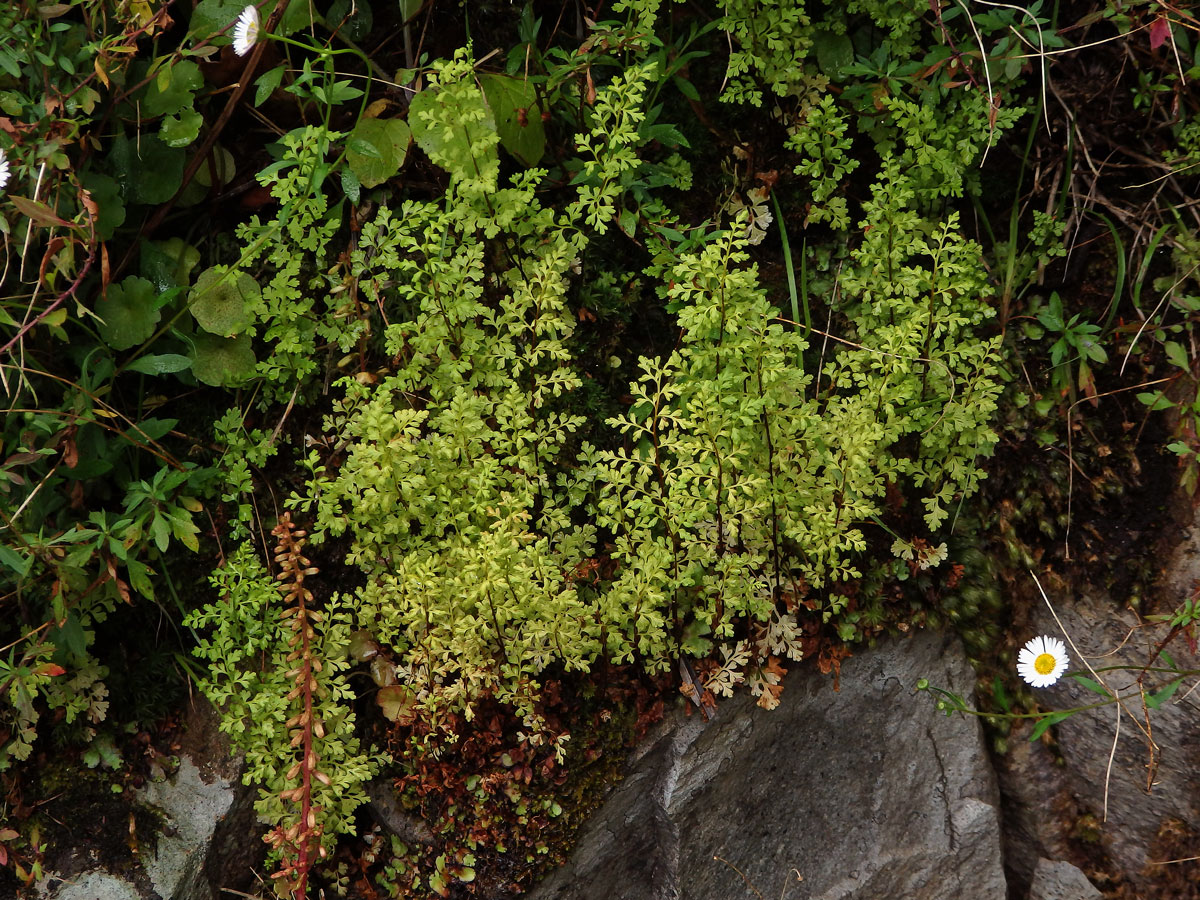 Anogramma leptophylla (L.) Link