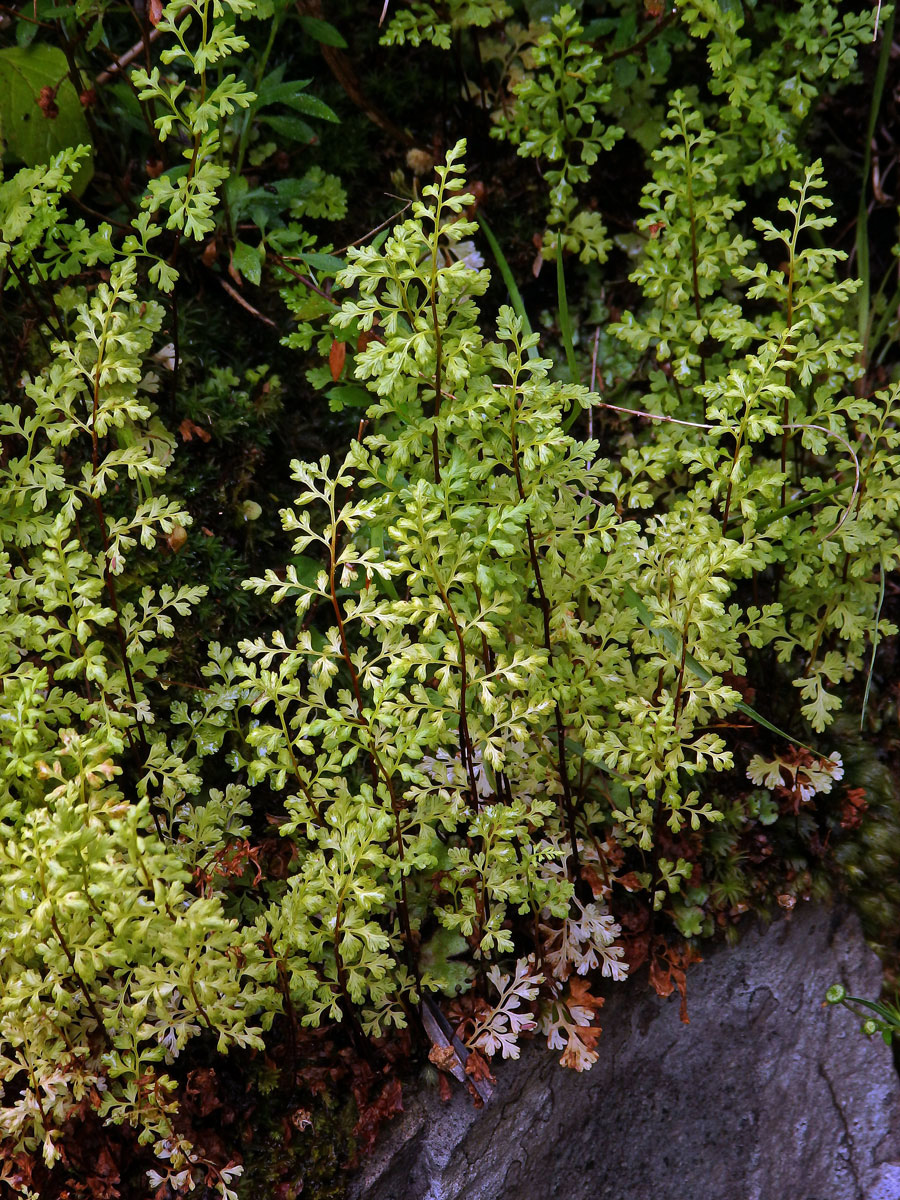 Anogramma leptophylla (L.) Link