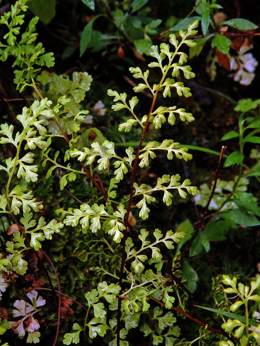 Anogramma leptophylla (L.) Link