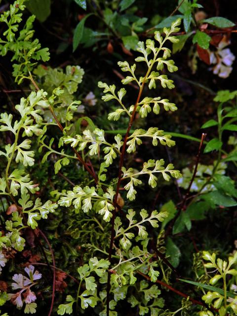 Anogramma leptophylla (L.) Link