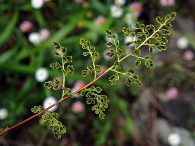 Anogramma leptophylla (L.) Link