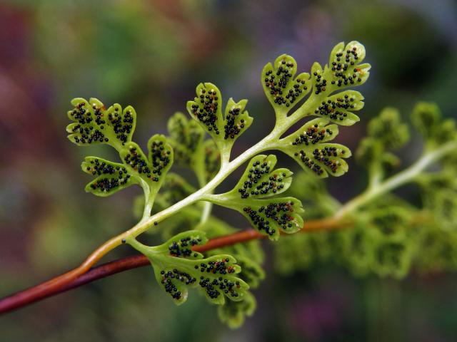 Anogramma leptophylla (L.) Link