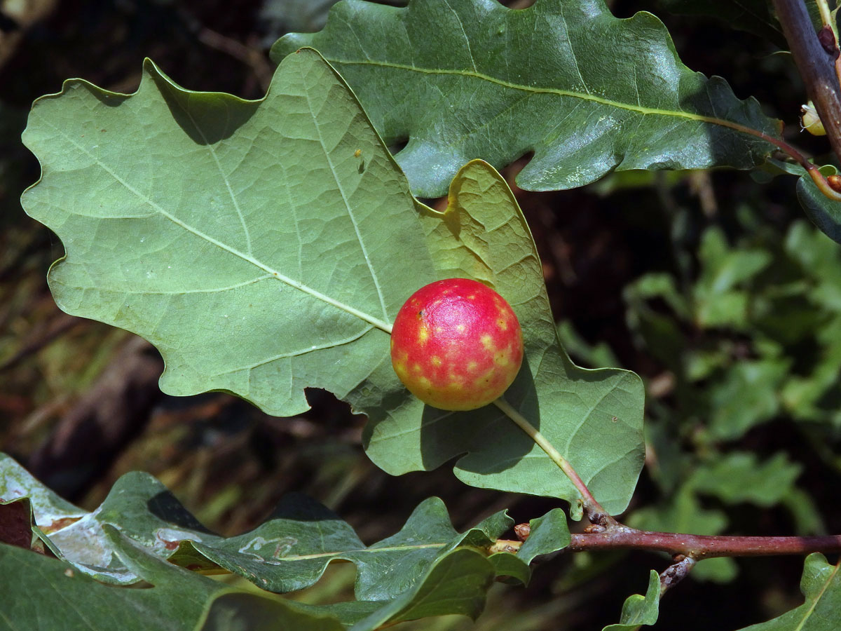 Hálky žlabatky dubové (Cynips quercusfolii)