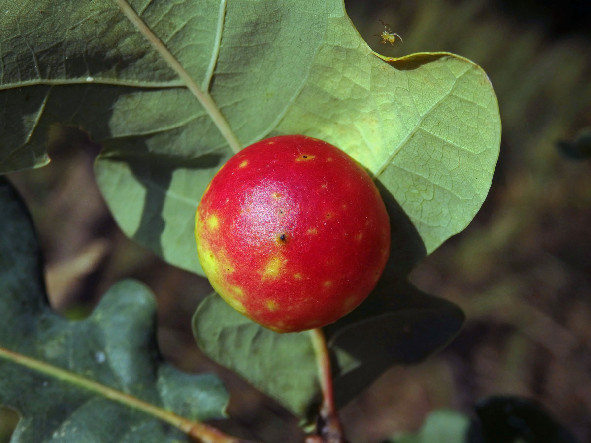 Hálky žlabatky dubové (Cynips quercusfolii)