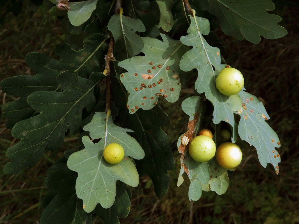 Hálky žlabatky dubové (Cynips quercusfolii)