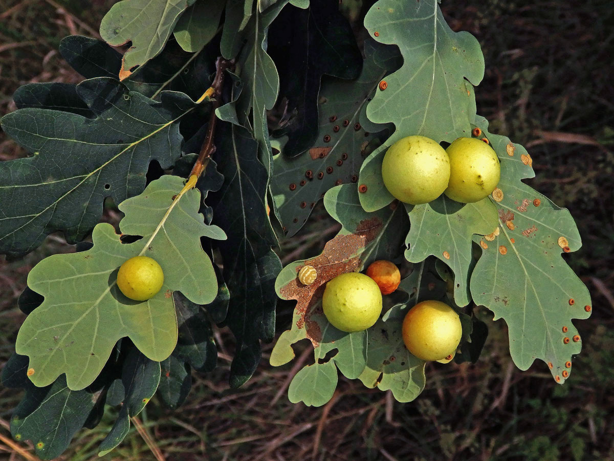 Hálky žlabatky dubové (Cynips quercusfolii)