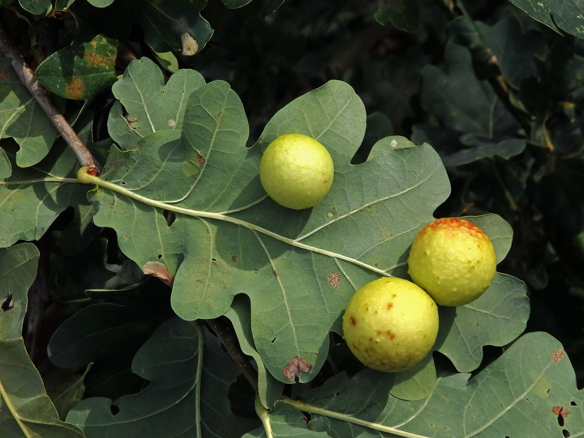 Hálky žlabatky dubové (Cynips quercusfolii)