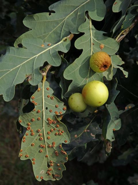 Hálky žlabatky dubové (Cynips quercusfolii)