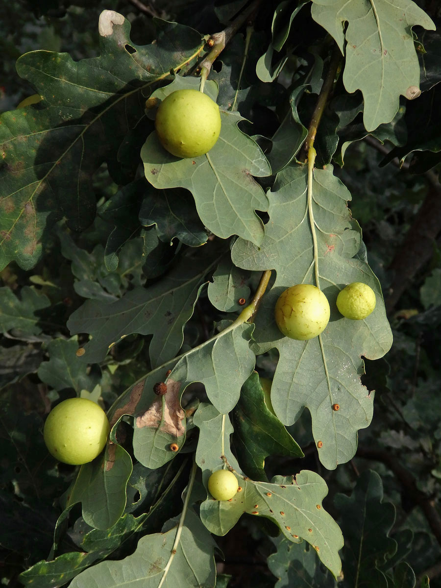 Hálky žlabatky dubové (Cynips quercusfolii)